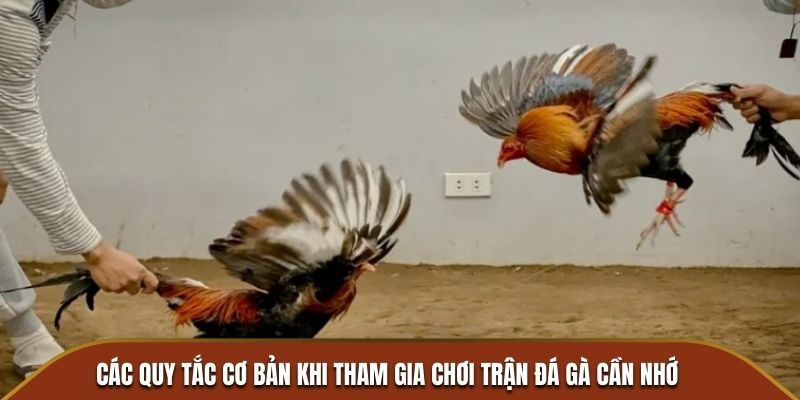 Các quy tắc cơ bản khi tham gia chơi trận đá gà cần nhớ