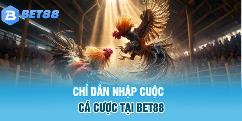 Nguyên tắc cơ bản của đá gà Thomo cần nắm