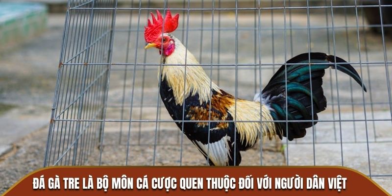 Đá gà tre là bộ môn cá cược quen thuộc đối với người dân Việt