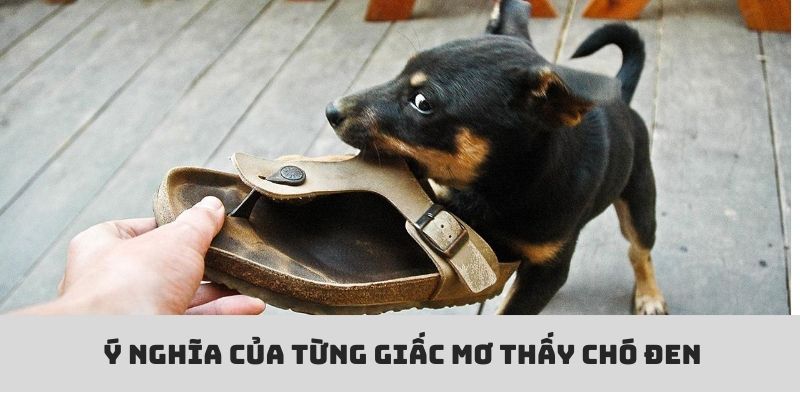 Giải mã ý nghĩa của từng giấc mơ thấy chó đen