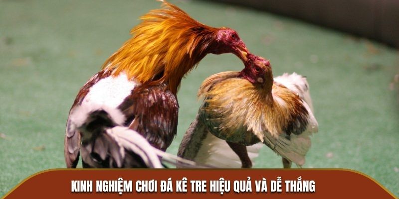 Kinh nghiệm chơi đá kê tre hiệu quả và dễ thắng