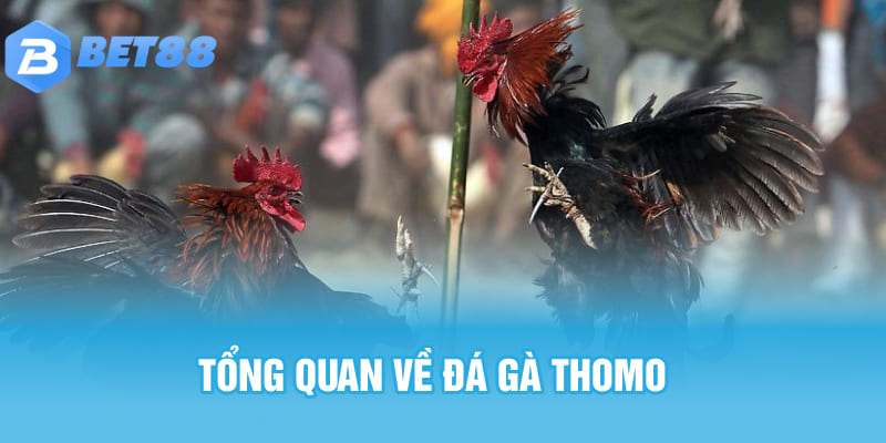 Tổng quan về đá gà Thomo